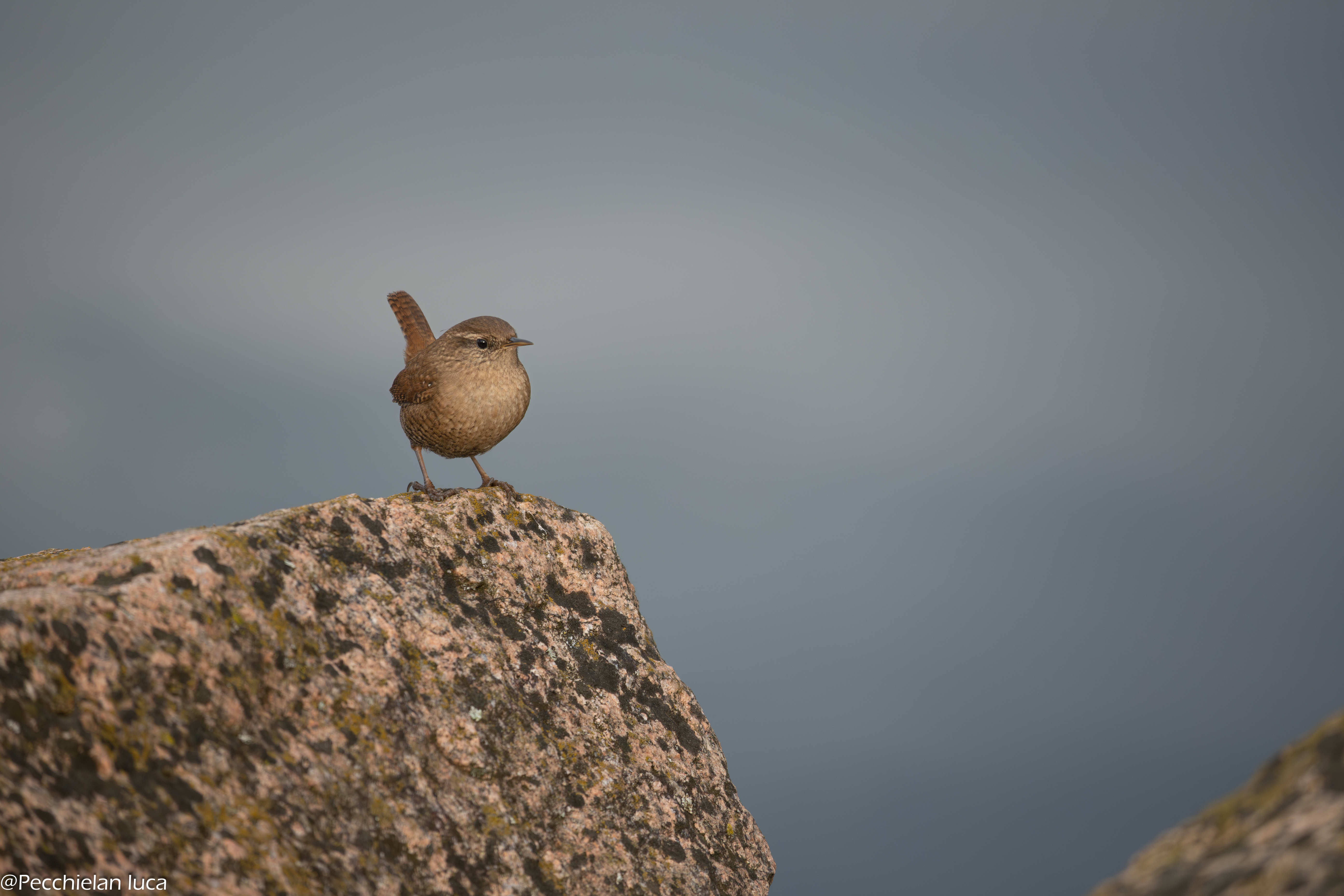 Uno scricciolo in primo piano su una roccia
