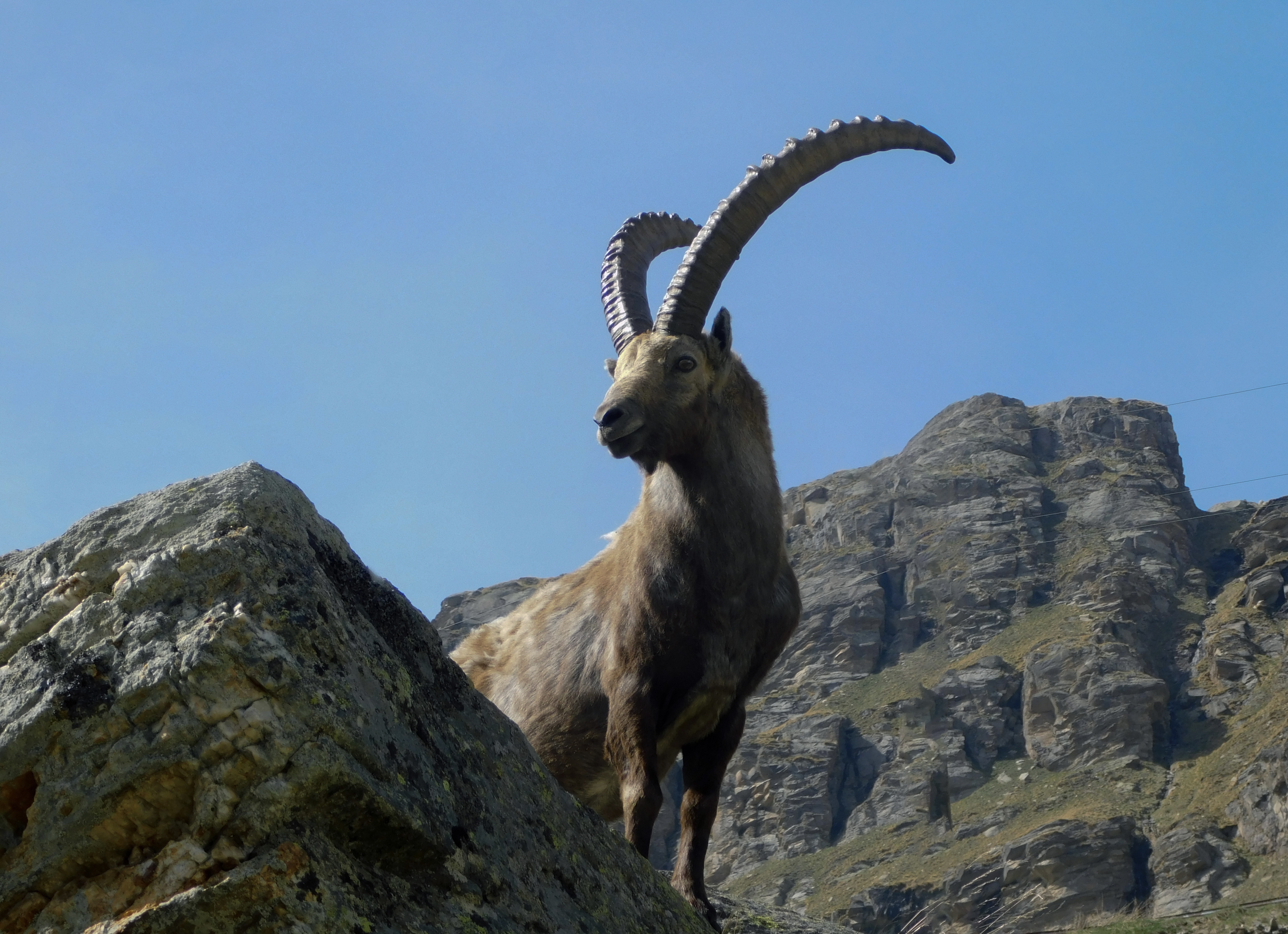 Uno stambecco in posa su una roccia in alta montagna