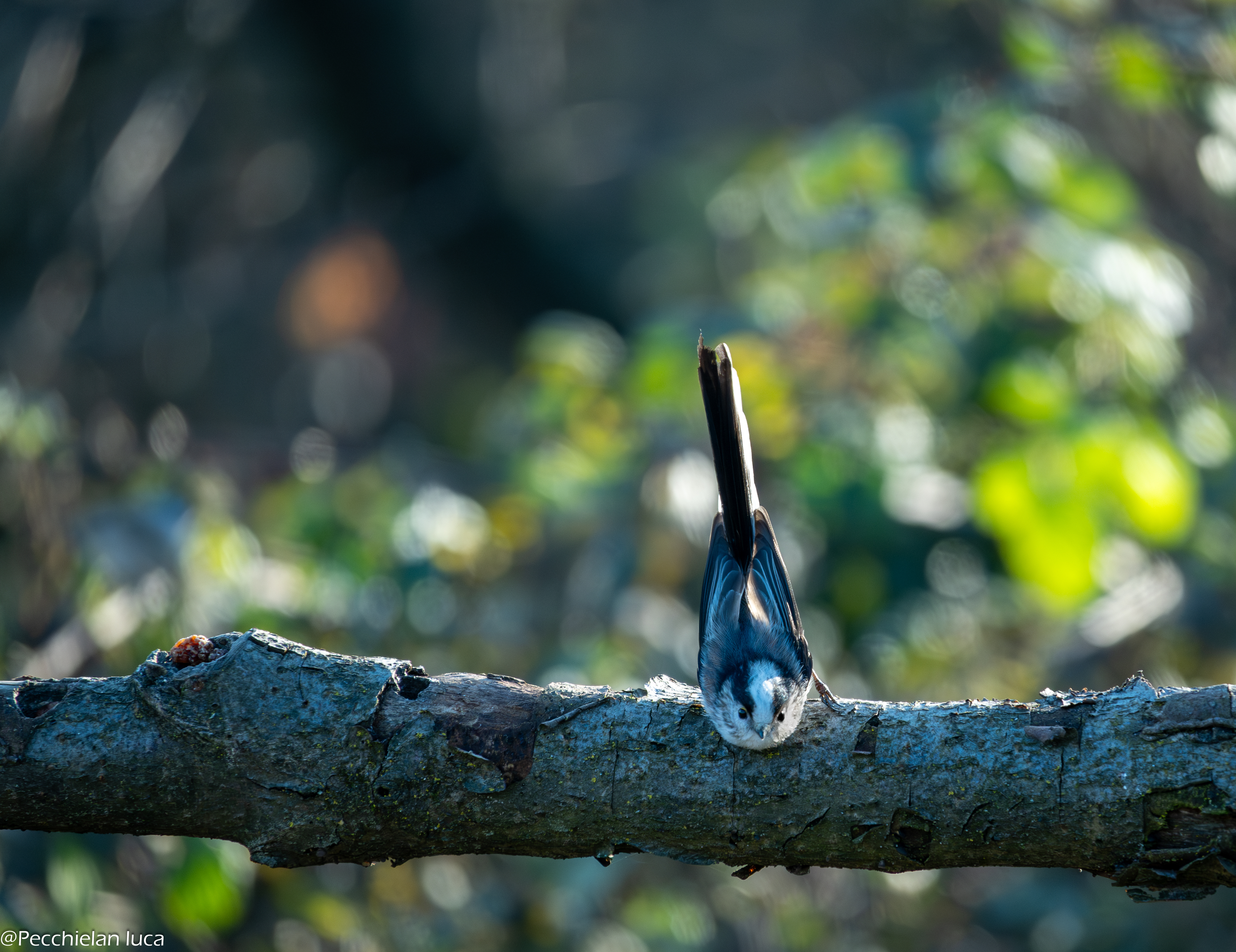 Codibugnolo in equilibrio su un ramo