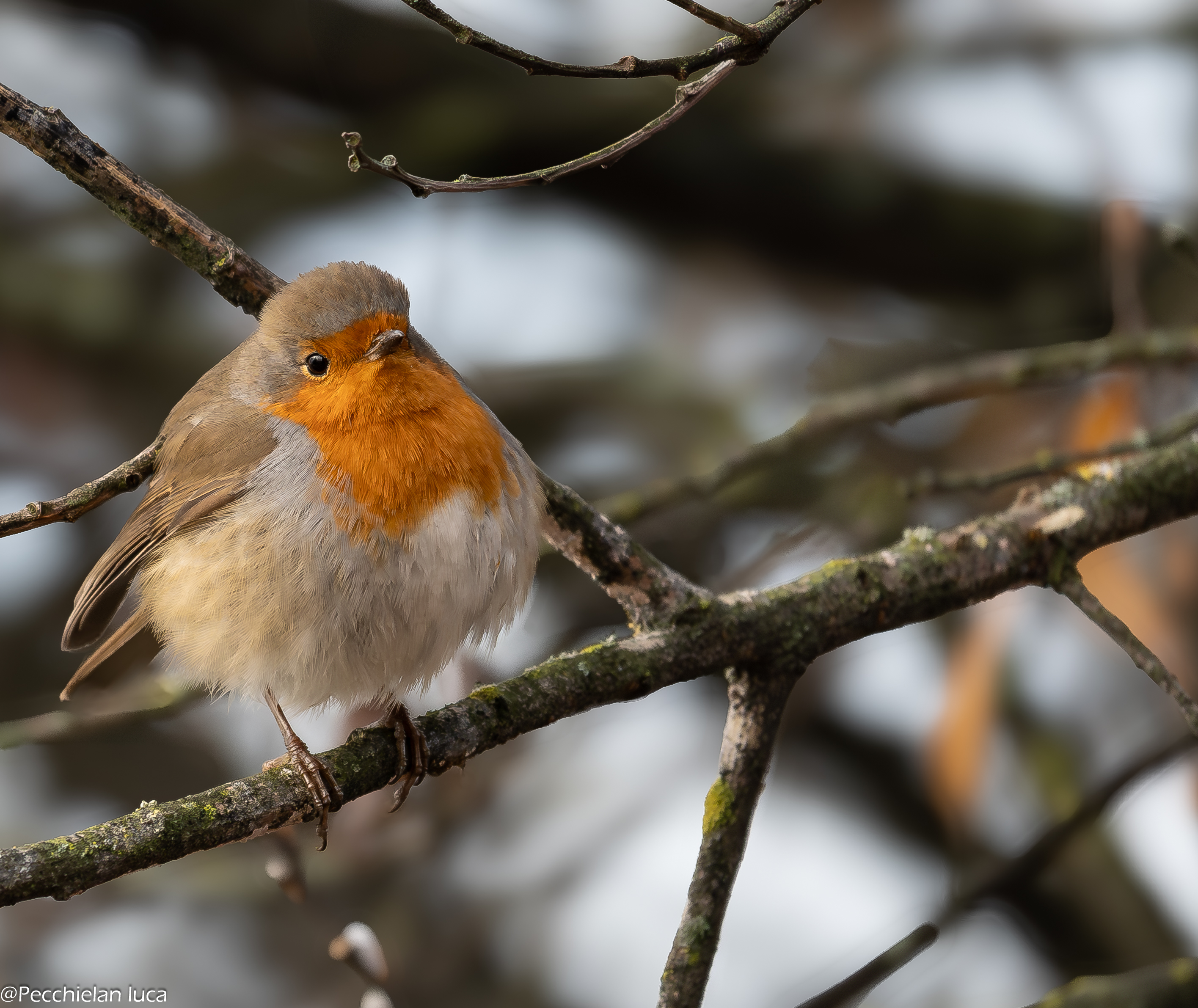 Un pettirosso su un ramo in inverno