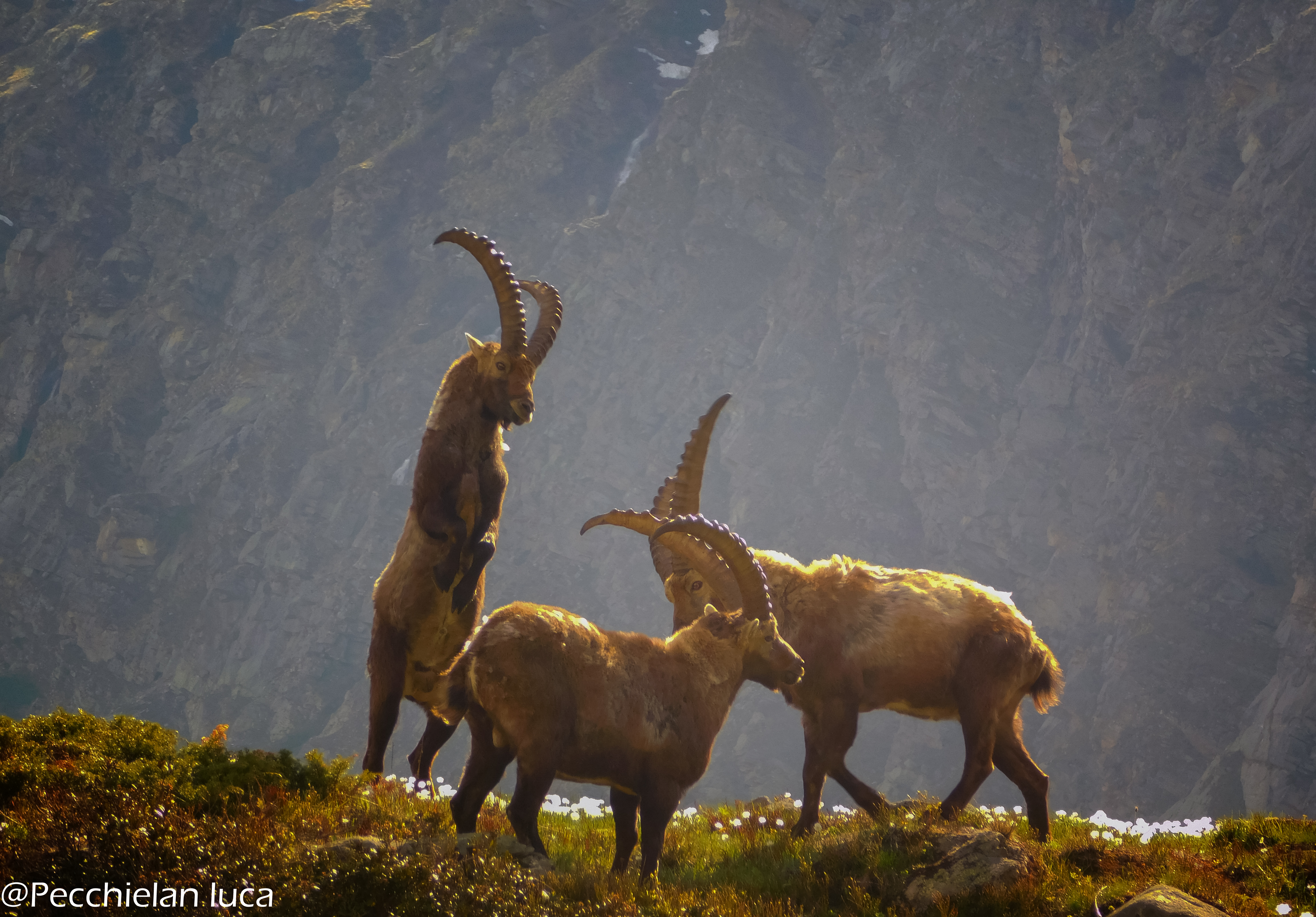 Stambecco maschio sulle alpi